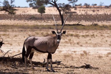Gemsbok, Oryx gazella