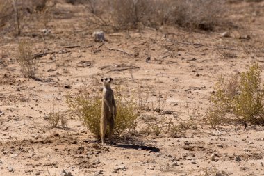 erkek çöl faresi veya suricate
