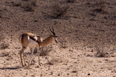Springbok Antidorcas marsupialis Kgalagadi