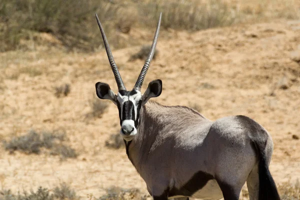 Gemsbok, Oryx gazella — Stok fotoğraf