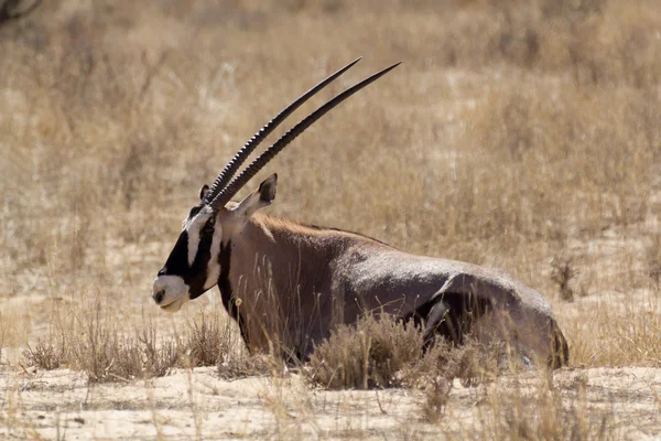 Gemsbok, Oryx gazella — стокове фото