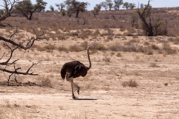 Autruche Struthio camelus, à Kgalagadi, Afrique du Sud — Photo