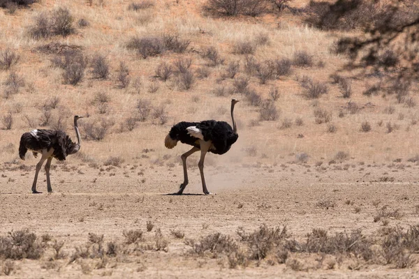 Autruche Struthio camelus, à Kgalagadi, Afrique du Sud — Photo