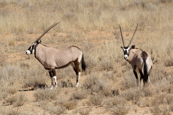 Gemsbok, Oryx gazella — стокове фото