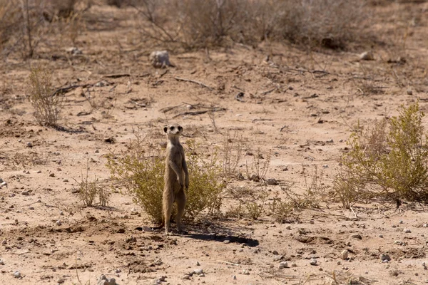 Female of meerkat or suricate — Stock Photo, Image