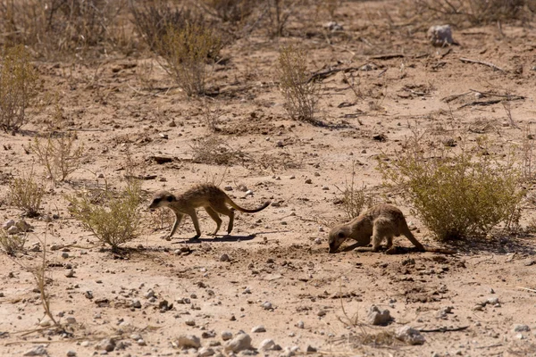 Δύο meerkat ή suricate — Φωτογραφία Αρχείου