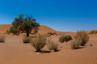 gizli ölü Vlei güzel gündoğumu peyzaj