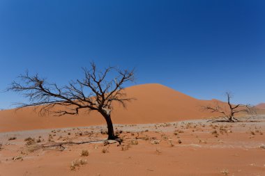 Dune 45 sossusvlei Namibya ölü ağaç içinde