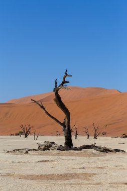 gizli ölü Vlei güzel gündoğumu peyzaj