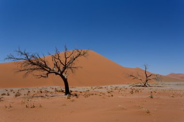 Dune 45 sossusvlei Namibya ölü ağaç içinde