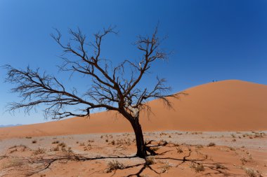 Dune 45 sossusvlei Namibya ölü ağaç içinde