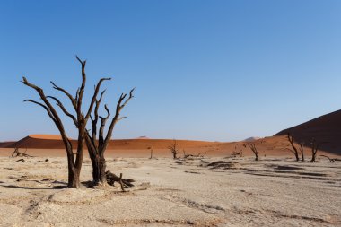 Namib Çölü panoramasında Saklı Vlei 'nin güzel manzarası