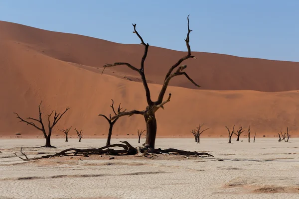 Prachtige zonsopgang landschap van verborgen dode Otomys — Stockfoto