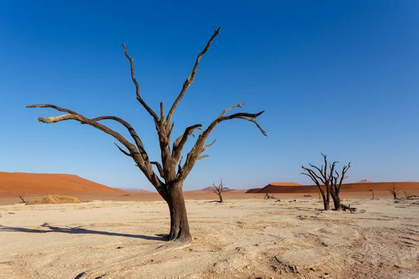 Beautiful landscape of Hidden Vlei in Namib desert panorama — Stock Photo, Image