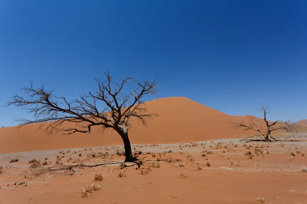 Duna 45 en sossusvlei Namibia con árbol muerto — Foto de Stock