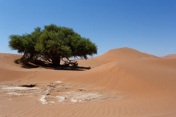 Schöne Sonnenaufgangslandschaft mit versteckten toten Vlei — Stockfoto