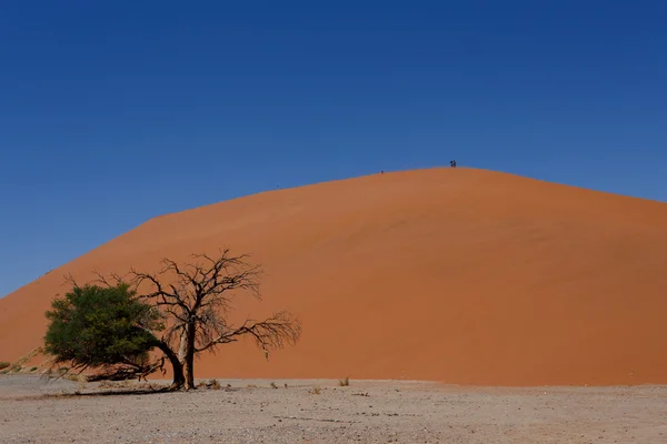 Дюна 45 в sossusvlei Намібії з Мертве дерево — стокове фото