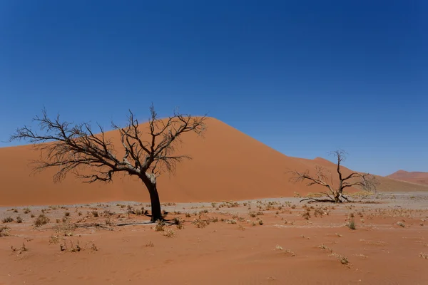 在 sossusvlei 纳米比亚与死树沙丘 45 — 图库照片