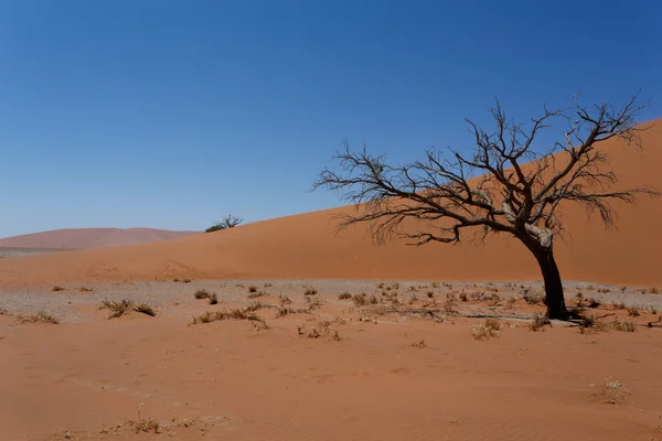 Dűne 45 a sossusvlei Namíbia halott fa — Stock Fotó