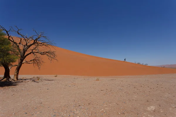 Duna 45 en sossusvlei Namibia con árbol muerto — Foto de Stock