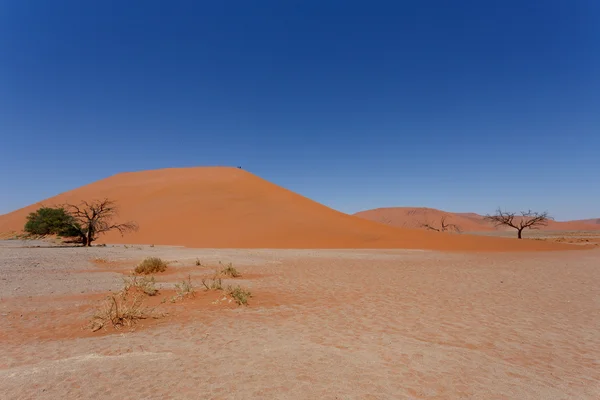 Дюна 45 в sossusvlei Намібії з Мертве дерево — стокове фото