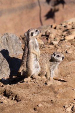 meerkat veya suricate