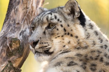 kar leoparı, uncia uncia