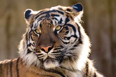 Sumatran Kaplanı, Panthera tigris sumatrae