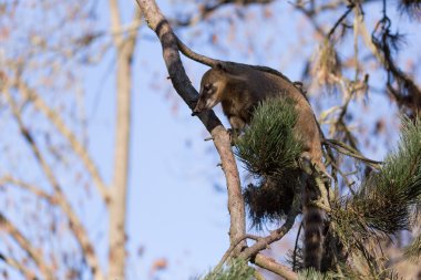 Güney Amerika coati (Nasua nasua)