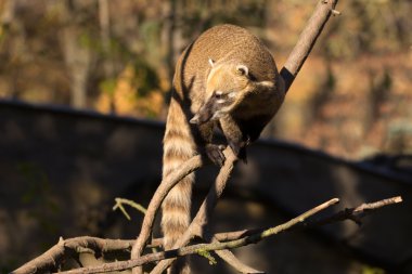 Güney Amerika coati (Nasua nasua)