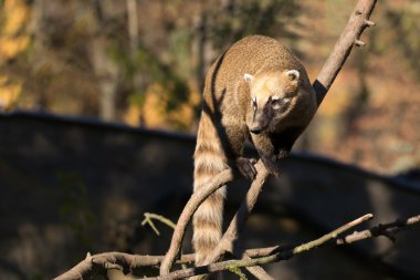 Güney Amerika coati (Nasua nasua)