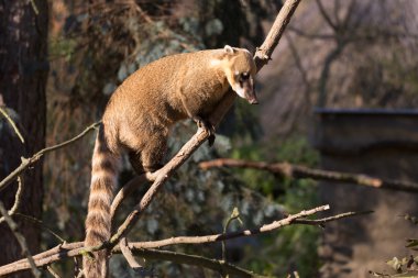 Güney Amerika coati (Nasua nasua)