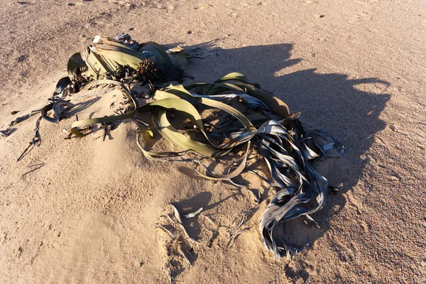 Welwitschia mirabilis, erstaunliche Wüstenpflanze — Stockfoto