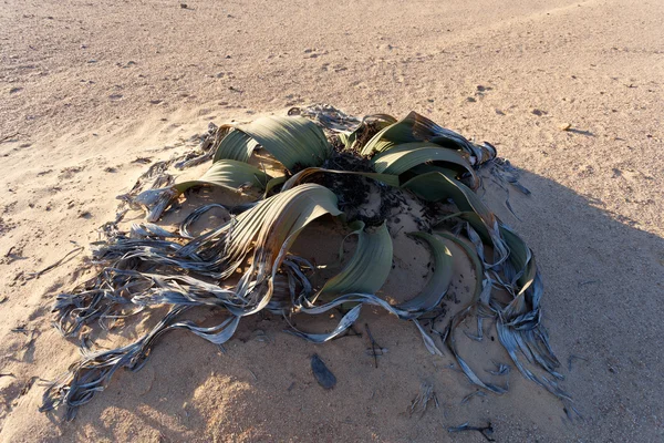 Welwitschia mirabilis, erstaunliche Wüstenpflanze — Stockfoto