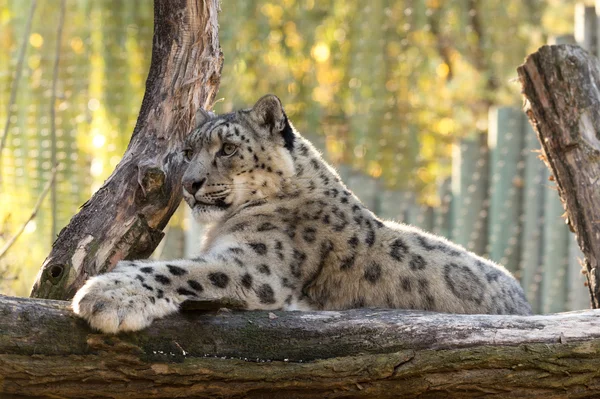 Leopardo de la nieve, Uncia uncia — Foto de Stock