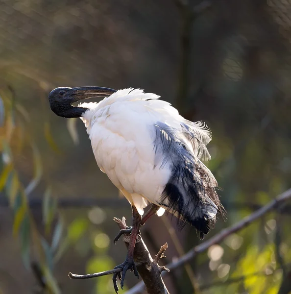 Negro Oriental Blanco (Cabeza Negra) Ibis — Foto de Stock