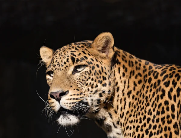 Крупним планом Leopard дивиться вперед — стокове фото