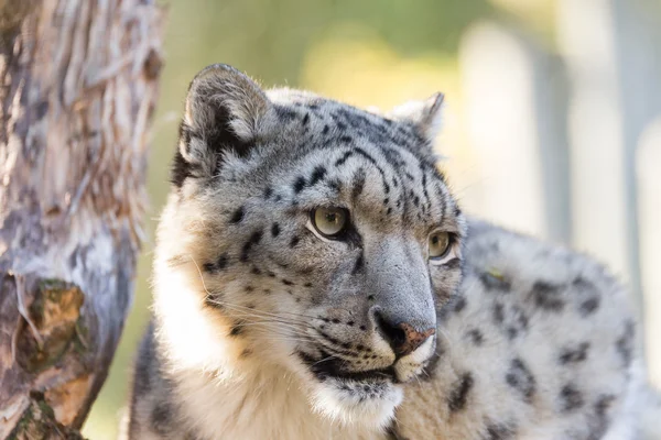 Snow leopard, Uncia uncia — Stockfoto