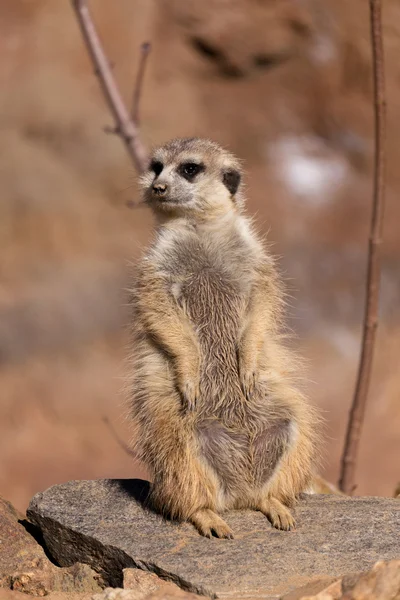 Női meerkat vagy suricate — Stock Fotó