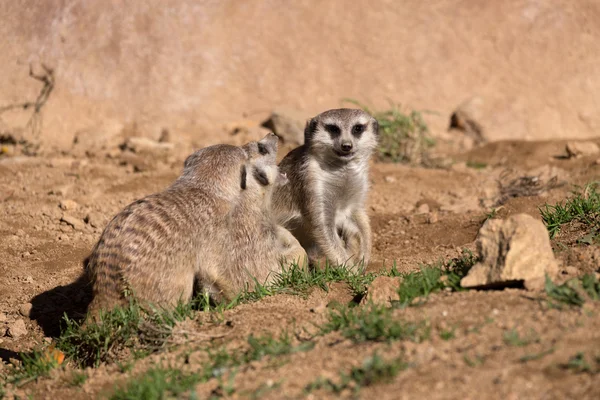 Meerkat or suricate playing — Stock Photo, Image