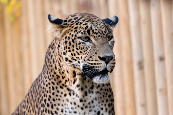 Close-up van leopard kijkt uit — Stockfoto