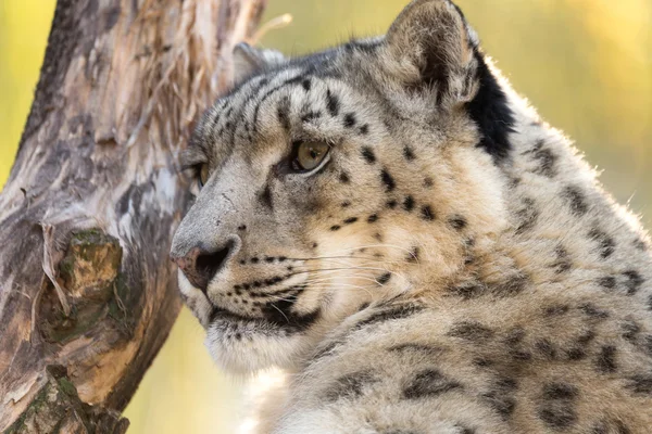 Leopardo da neve, Uncia uncia — Fotografia de Stock