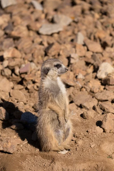 Femmina di suricato o suricato — Foto Stock
