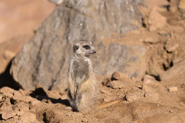 Female of meerkat or suricate — Stock Photo, Image
