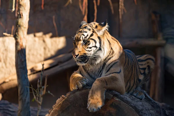 Sumatra-Tiger, Panthera tigris Sumatra — Stockfoto
