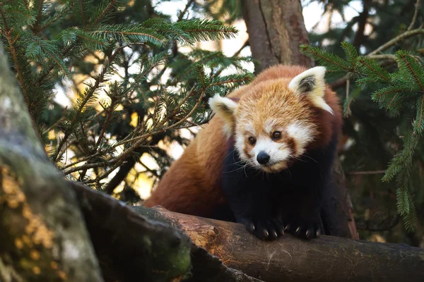 Vörös Panda (Ailurus fulgens) — Stock Fotó