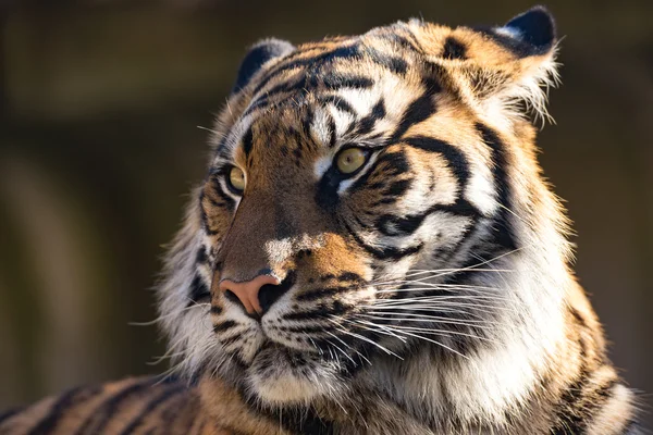 Sumatra Tigre, Panthera Tigre Sumatrae — Fotografia de Stock