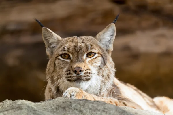 Lynx Ritratto durante l'autunno — Foto Stock