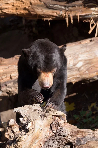 Oso sol también conocido como oso malayo — Foto de Stock