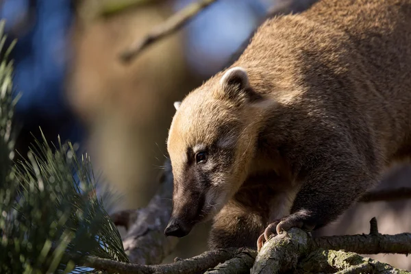 Coati sudamericano (Nasua nasua ) — Foto de Stock